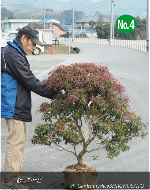 山採り　アセビ　馬酔木　約180センチ 紅花アセビ 馬酔木 大型商品 ＃アセビ販売 | 有限会社 山田植木