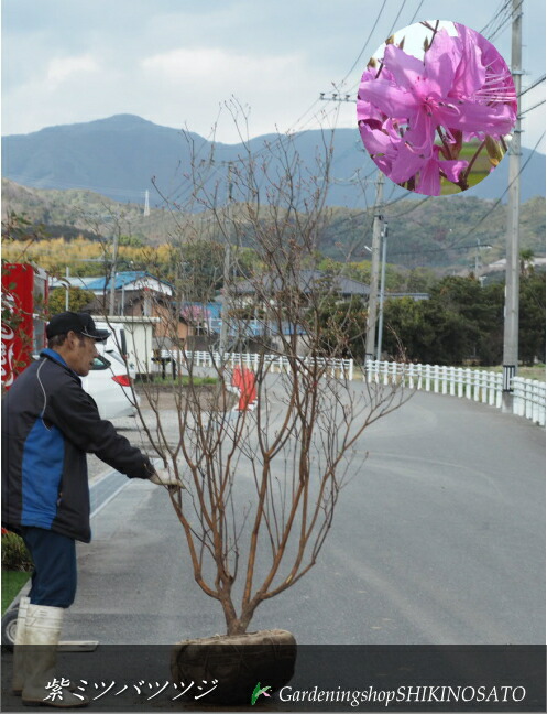 \u003cBR\u003eミツバツツジ/三つ葉ツツジ 花色：紫系（樹高：2.3m内外）\u003cBR\u003e2025.3月映画化