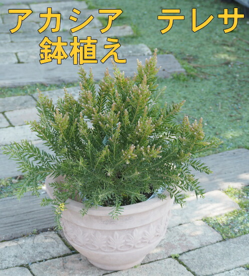 人気のアカシア「テレサ」7号鉢 超大株 アカシア：テレサ7号鉢植え の通販 | 園芸ネット