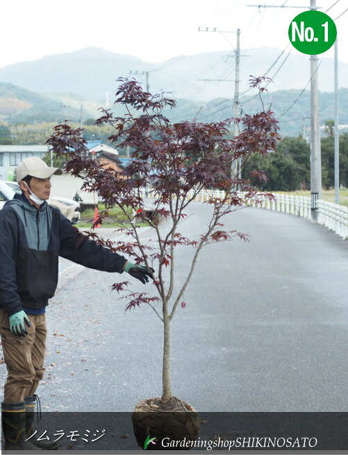 ノムラモミジ/野村モミジ No1\u003cBR\u003e樹高：1.8m内外\u003cBR\u003e2024.11月映画化
