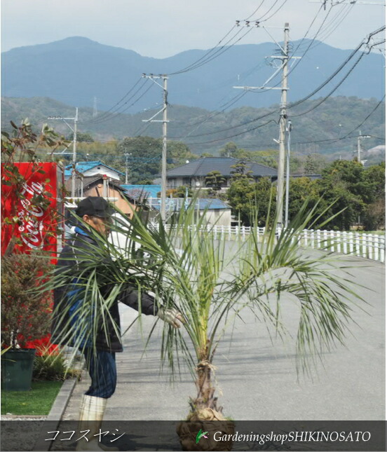 楽天市場】ヤシの木 【ココヤシ】 7号鉢植え : 苗木部 by 花