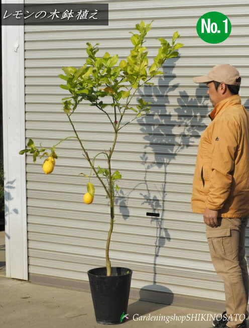 楽天市場】【送料無料】大きめサイズ レモンの木鉢植え/檸檬