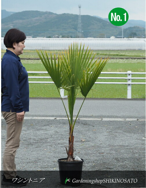 ワシントンヤシ　株立ち 引取限定】特大！？ワシントンヤシ