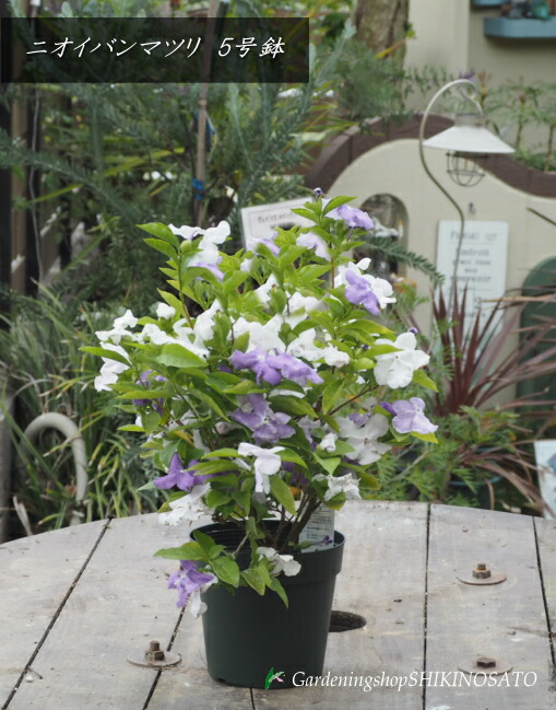 白ザクロ【泰山三白】大実・白花・白実⭐︎開花中！ - メルカリ
