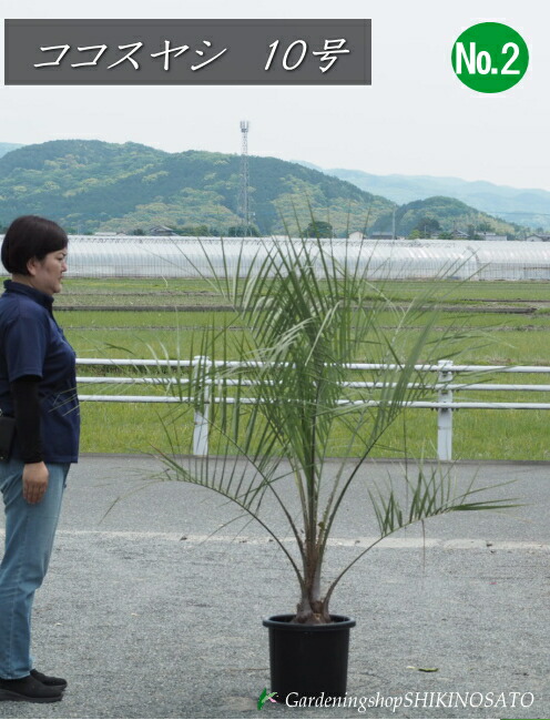 ココスヤシ/やし（高さ：1.7m内外（鉢を含む）・幅：約120糎・10号鉢）\u003cBR\u003e2025.5月映画化