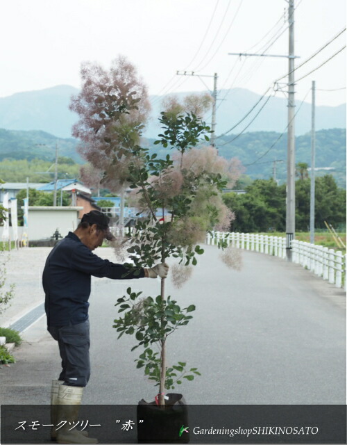 スモークツリー\