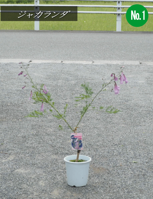 ジャカランダ　日南ピンク　接木苗 （樹高　0.4m内外・6号鉢） 2025.5月撮影