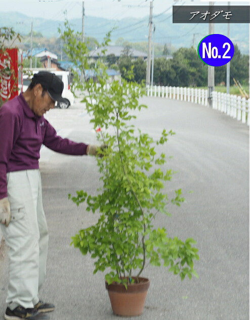 アオダモ　鉢植え No2，3 10号鉢（樹高：1.7m内外） 2025.4月撮影