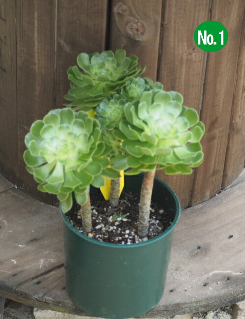 楽天市場】【黒法師】☆ アエオニウム サンシモン ロゼット状の葉 多肉