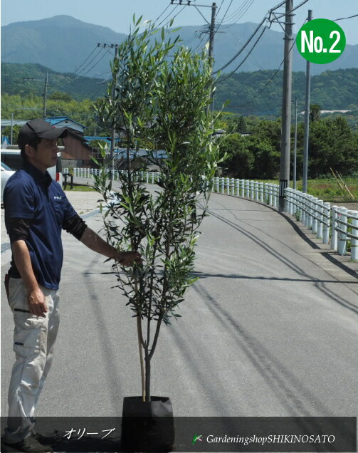 楽天市場】オリーブ/オリーブの木No2（樹高：2.6m内外） 2025.11月撮影