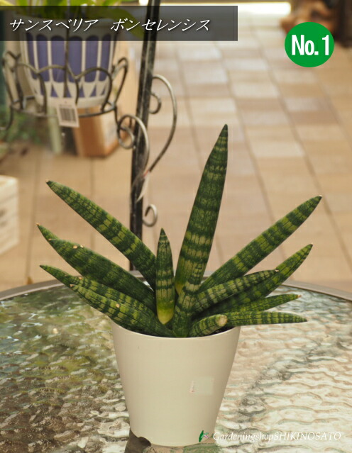 【現品】サンスベリア・ボンセレンシス　8号 (サンセベリア・ボンセレンシス）２Ｔ 楽天市場】☆NEW!【現品・現物】サンスベリア・ボンセレンシス 8