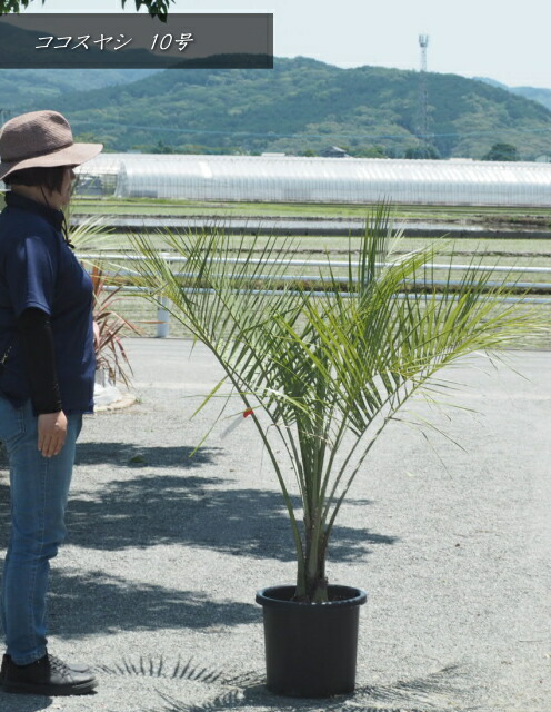 ココスヤシ　ポット 楽天市場】ヤシの木 【ココスヤシ】 ナーセリーポット植え 特大
