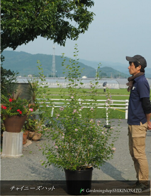 楽天市場】2025.3月開花中ツツジ 