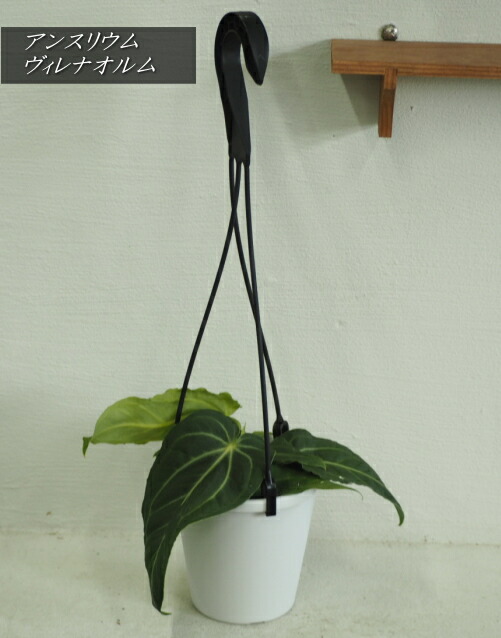 楽天市場】ジュエルオーキッド アネクトキルス フォルモサヌス ガラス