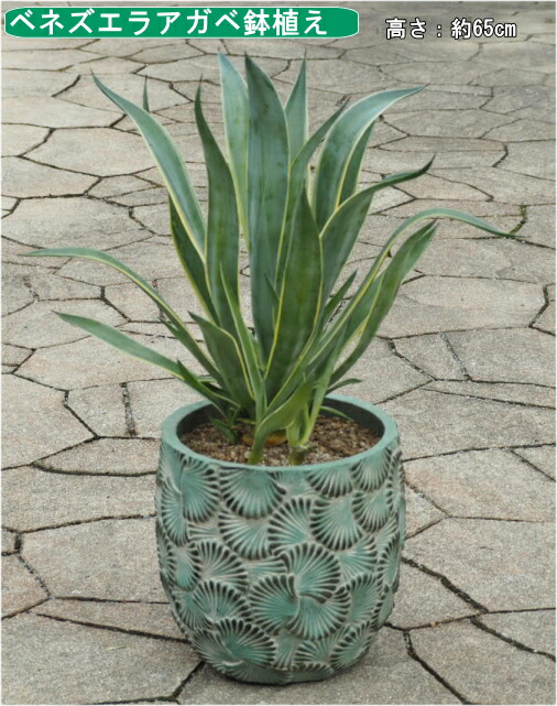 アガベアテナータ　カラズストライプ アガベ・アテナータ・カラズ ストライプズ - 植物と暮らす m-plant