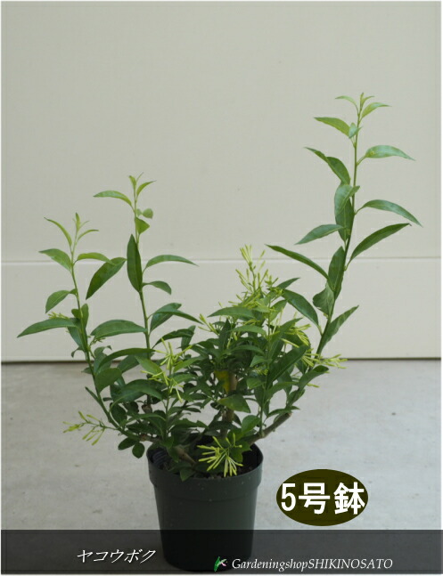 楽天市場】【後暗みしないタイプです】ヤクシマハイヒカゲ『斑入り