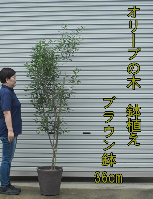 楽天市場】オリーブ/オリーブの木No2（樹高：2.6m内外） 2025.11月撮影