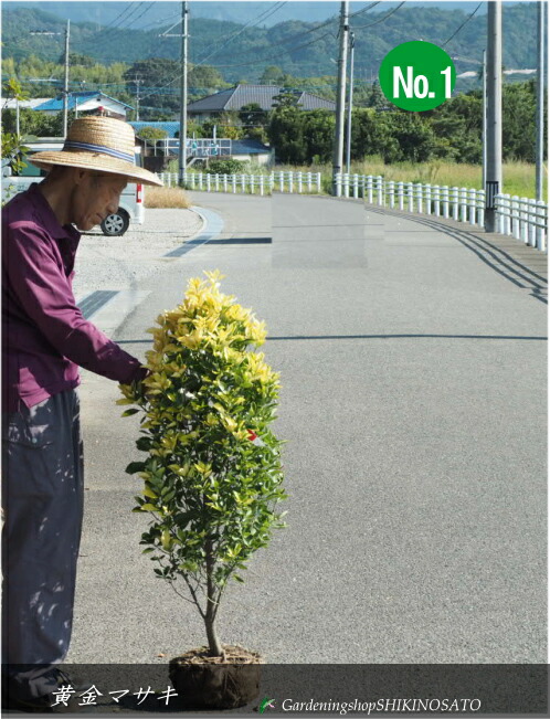 楽天市場】【お任せ品】世界三大美樹「ヒマラヤシーダー（ヒマラヤスギ