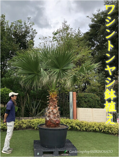 ワシントンヤシ 楽天市場】【 単 品 】 ワシントンヤシ 葉高1.0m前後 21cmポット