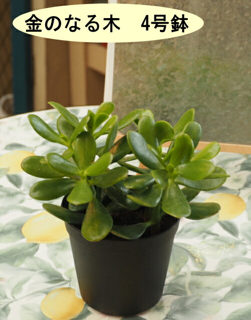 楽天市場】1000円ポッキリ! カネノナルキ 花月 金のなる木 カゲツ 5号