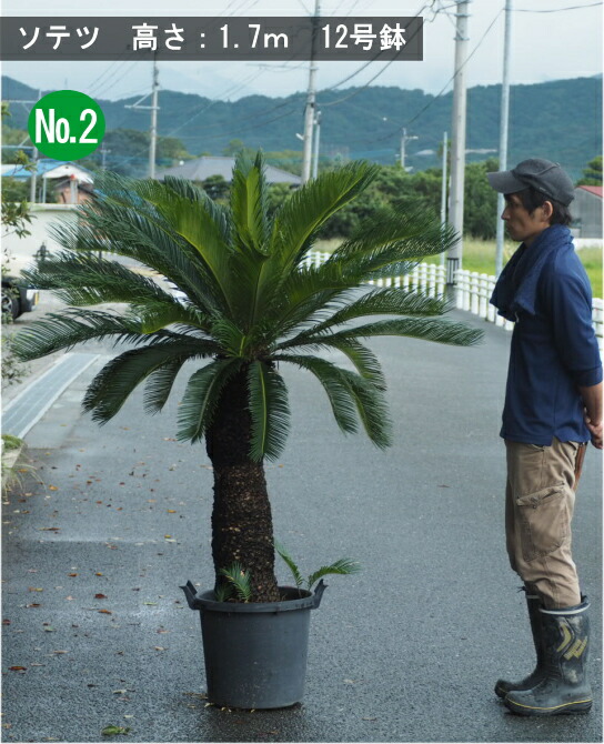 希少特大】 ディオーン スピヌロスム 早いもの勝ち 希少特大