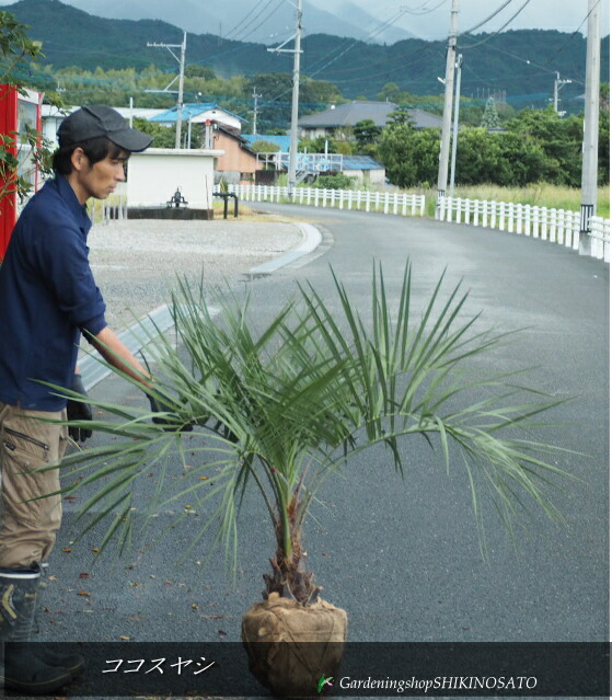 ココスヤシ 高さ約100cm 送料込み fit=scale-down,w=1200
