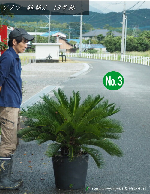 2千円値引き❗️72ゴールド系ソテツ 奄美大島　耐寒性 2値引き❗️72ゴールド系ソテツ 奄美大島 耐寒性