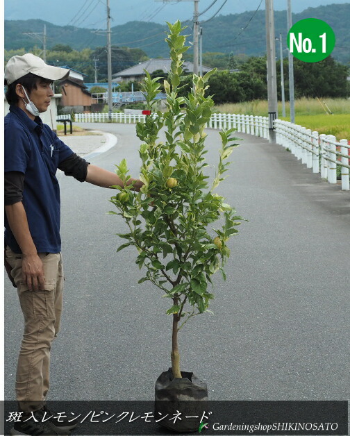 楽天市場】新品種 【送料無料】大苗斑入りレモンの木/檸檬/れもん