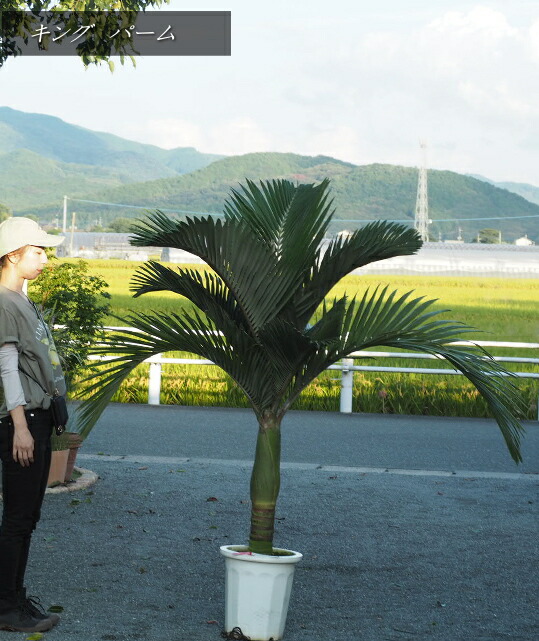 楽天市場】キングパーム 10号 ユスラヤシ ヤシ 観葉植物 インテリア