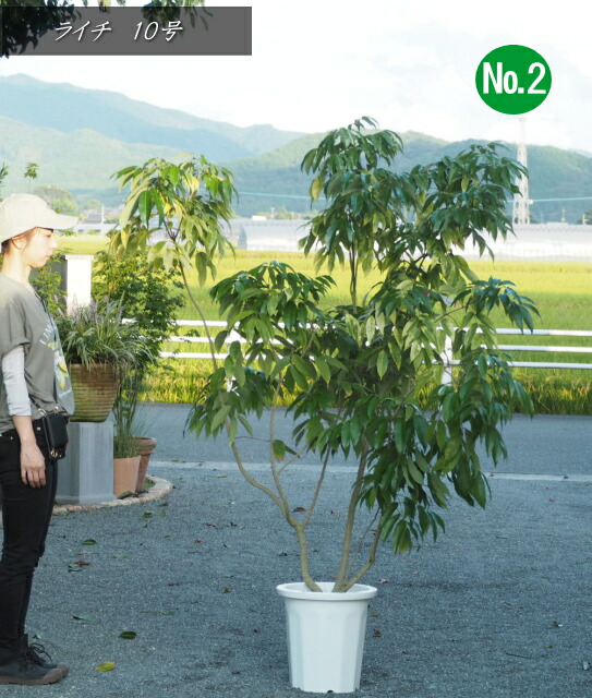 楽天市場】ライチ 苗 【篤姫 （あつひめ）】取り木 大苗 レイシ