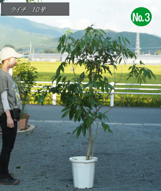 楽天市場】ライチ 苗 【玉荷苞 （ぎょくかほう）】取り木苗 レイシ