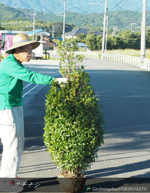 楽天市場】【現品DA009】実成りクチナシ(ミナリクチナシ) 白一重 苗木