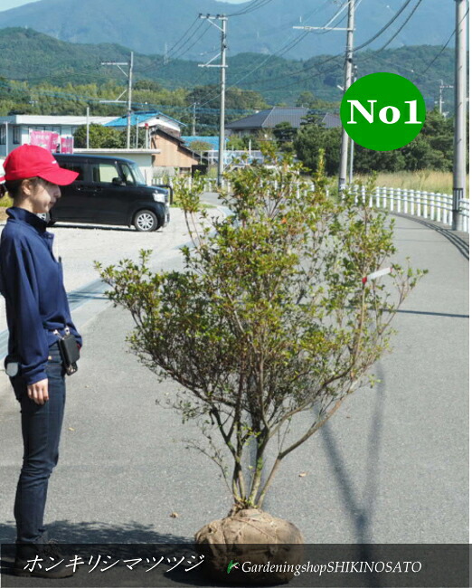 ボリュームあり 本霧島・ホンキリシマツツジ　（樹高：1.4m内外） 2025.10月撮影 庭木・植木・花の咲く木