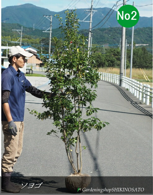 楽天市場】庭木：ソヨゴ/そよご（雌株）単木 現品商品 * 樹高：約