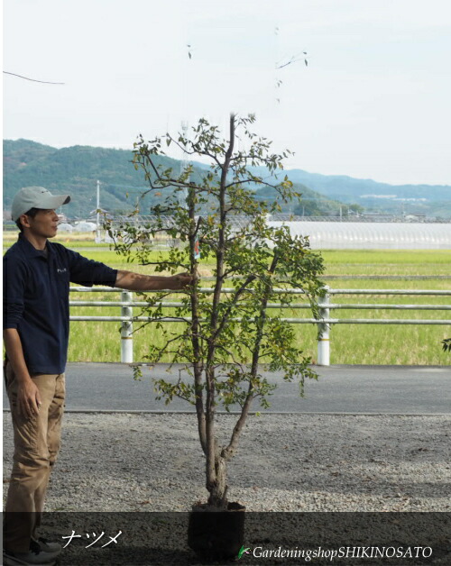 楽天市場】【現品G469】なつめ（ナツメ) 新疆棗王(しんきょうなつめ