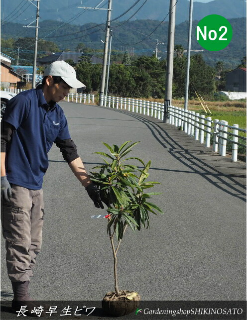 楽天市場】ビワの木（枇杷の木/びわの木）長崎早生 1.0m「3034