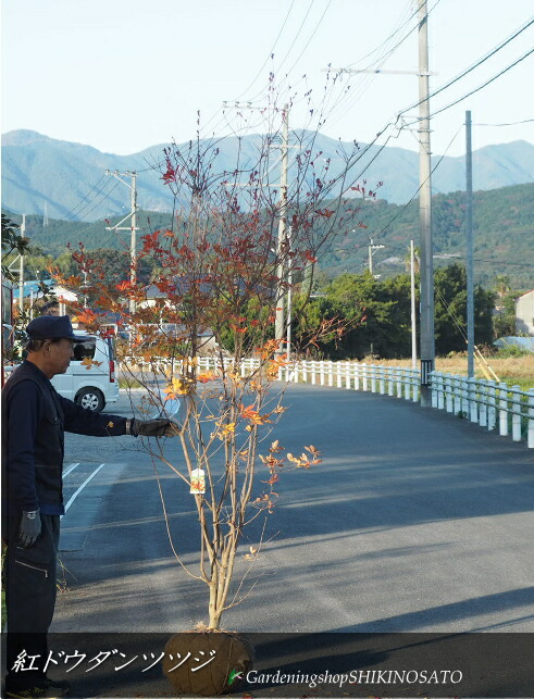 紅ドウダンツツジ/ベニドウダンツツジ\u003cBR\u003e（樹高：2.3m内外）\u003cBR\u003e2025.11月映画化