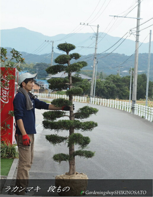 楽天市場】ラカンマキ苗 羅漢槙 大苗 ラカンマキ 樹高150センチ前後