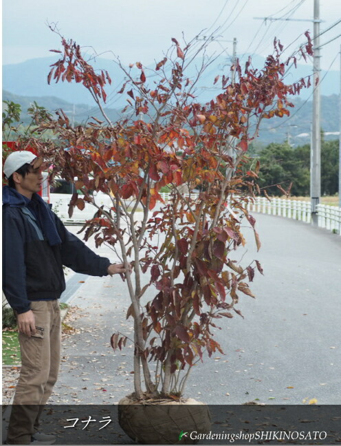 楽天市場】【大型商品】シラキ（白木） 株立 樹高2.5m前後 露地苗