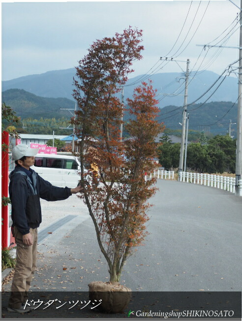 楽天市場】紅ドウダンツツジ/ベニドウダンツツジNo2（樹高：2m内外