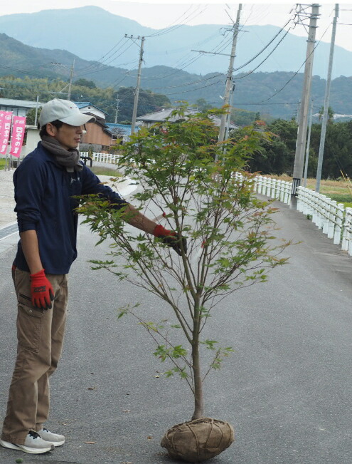 楽天市場】モミジ（紅葉）/アカシダレモミジ（赤枝垂れ紅葉） 樹高1.5m