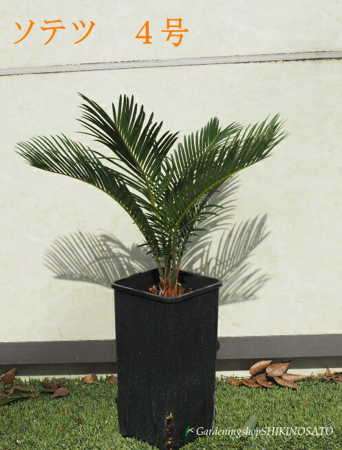 楽天市場】【現品発送】奄美姫蘇鉄(アマミヒメソテツ) 9号セラアート