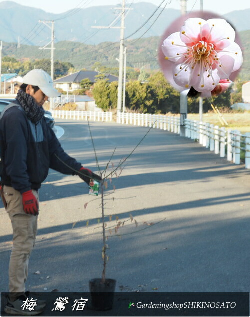中梅 鶯宿/おうしゅく\u003cBR\u003e樹高：1.4m内外\u003cBR\u003e2025.12月映画化