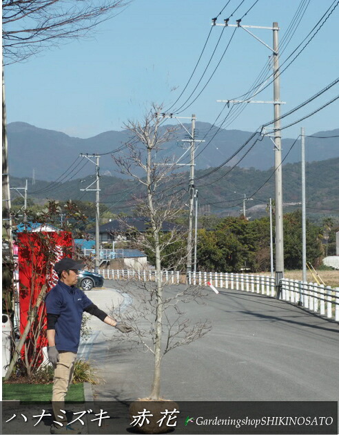 2026.1月蕾付き添い人\u003cBR\u003e記号天然木に至適\u003cBR\u003eハナミズキ/花水木 花色：赤  樹高：2.8m内外\u003cBR\u003e2026.1月映画化