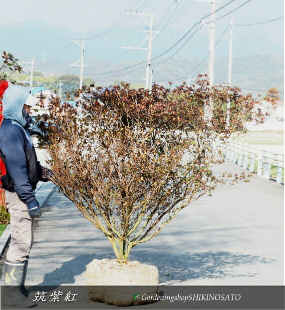 楽天市場】2025.3月開花中ツツジ 