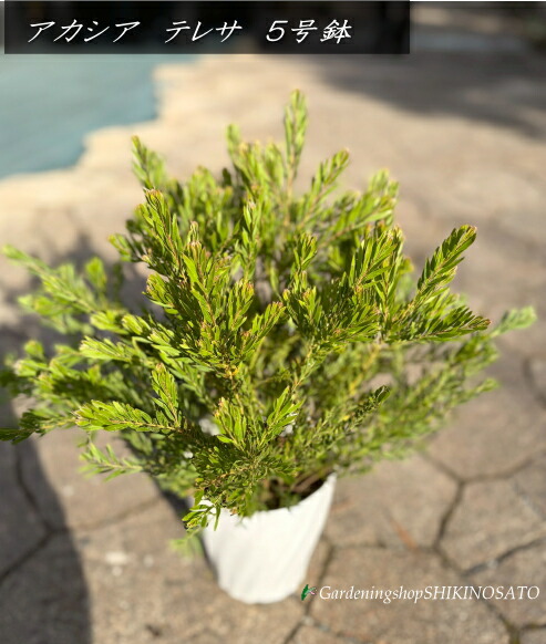 楽天市場】アカシア テレサ 5号鉢 送料無料 矮性種 庭木 苗木 花木