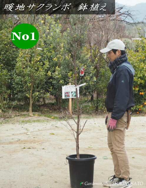 【実のなる木】\u003cBR\u003e桜んぼう/さくらんぼ \