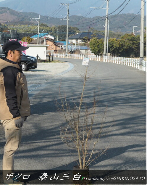 ざくろ/白柘榴(白実ざくろ)/泰山三白\u003cBR\u003e（樹高：1.5m内外）\u003cBR\u003e2026.2月映画化
