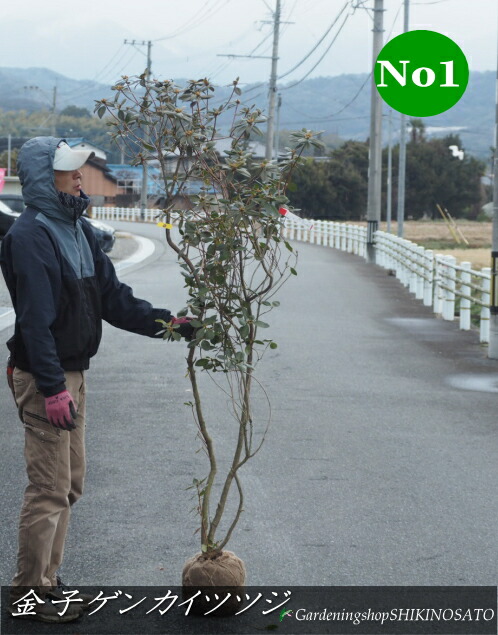楽天市場】2025.3月開花中ツツジ 