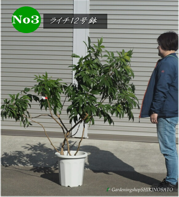 楽天市場】ライチ 苗 【篤姫 （あつひめ）】取り木 大苗 レイシ